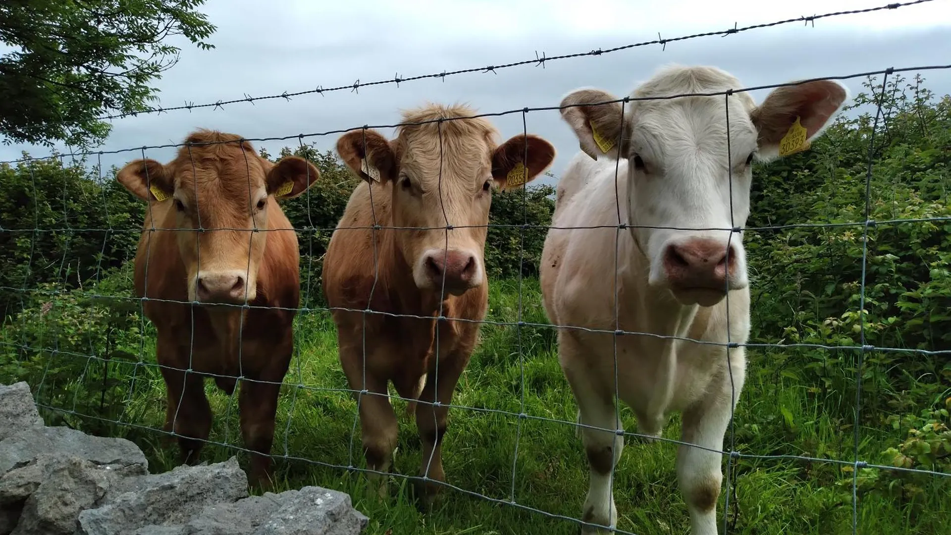 Elmgrove Apartment , Croagh Patrick Westport